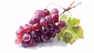 水彩绘紫葡萄与绿叶