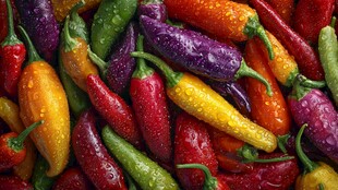 多彩辣椒 水珠点缀的视觉盛宴