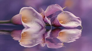 紫马蹄莲倒影 唯美花景