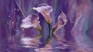 梦幻紫海马蹄莲