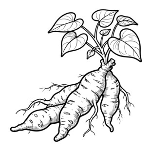 何首乌 线稿矢量图